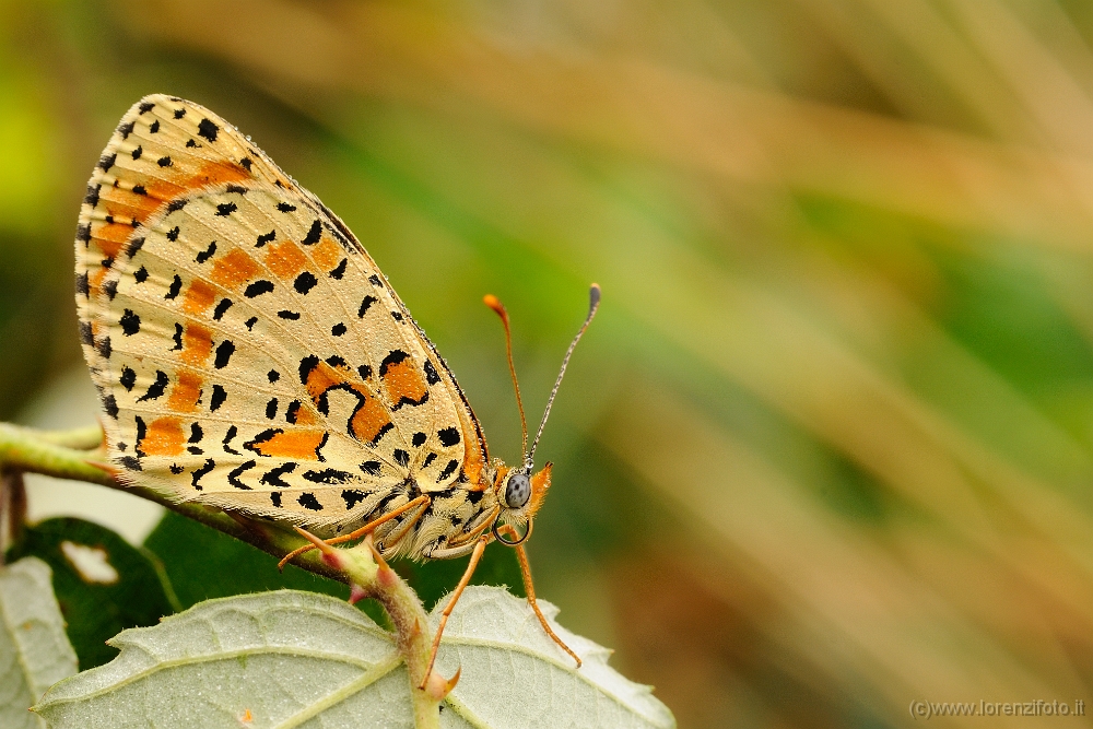 Melitaea didyma.jpg